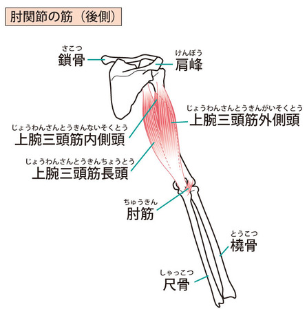 上腕三頭筋