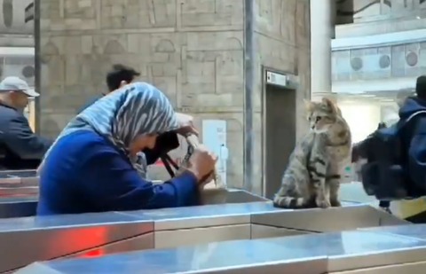 【動画】猫ちゃん、改札で引っかかった女性を心配する