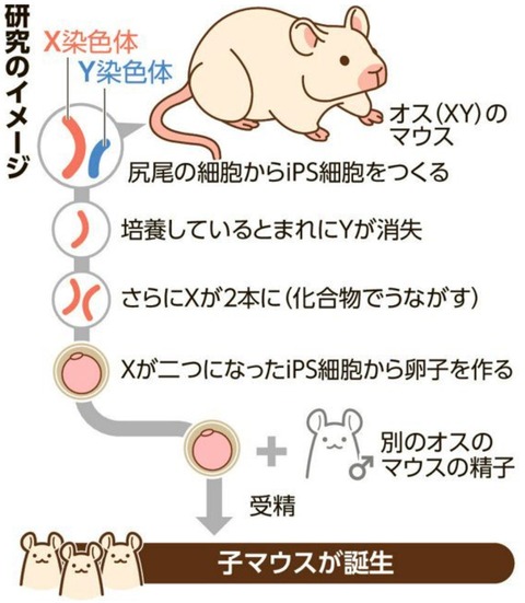 【速報】ips細胞、オスの卵子を作り出産に成功！！！！！