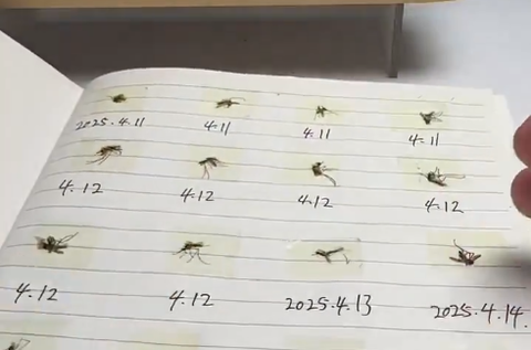 【動画】蚊を殺す中国人が想像以上のサイコパスでびびる