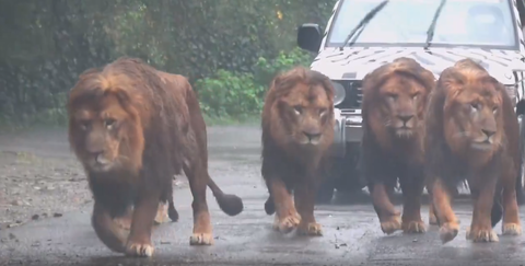 【動画】猫ちゃん、みんなでおさんぽ