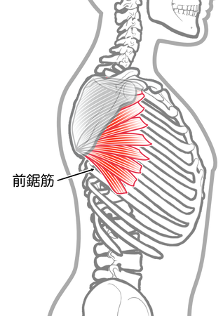 前鋸筋