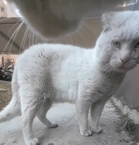 【動画】ネッコ、非常にしつこい…????????