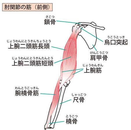上腕二頭筋
