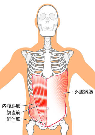 腹斜筋