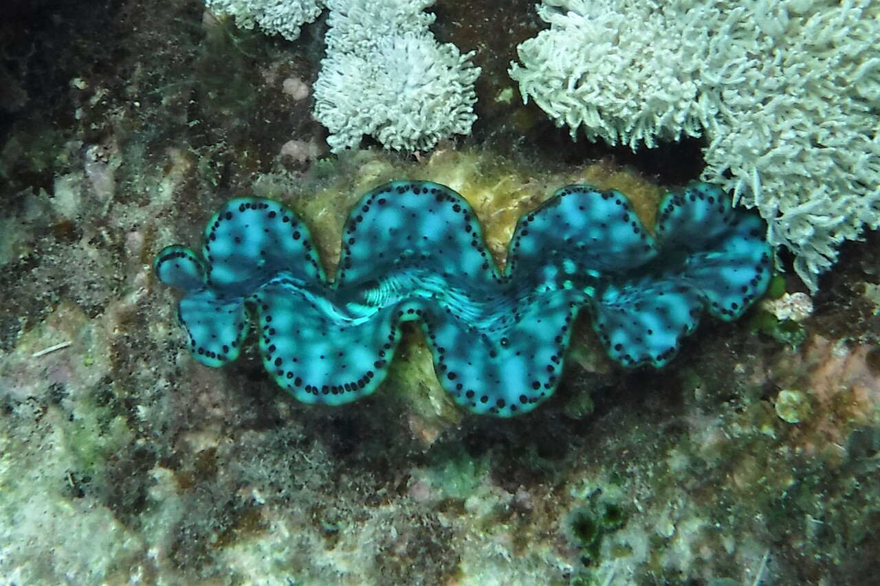 まるよしよもやま話～読めば伊良部～シャコガイ探し : 民宿まるよし