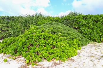 海浜植生