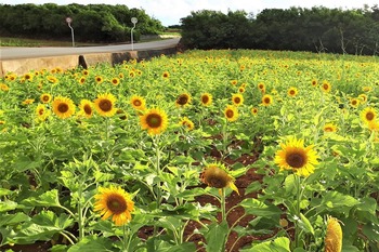 シュガーオードのひまわり畑