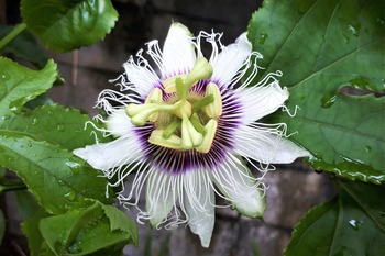 パッションフルーツの花