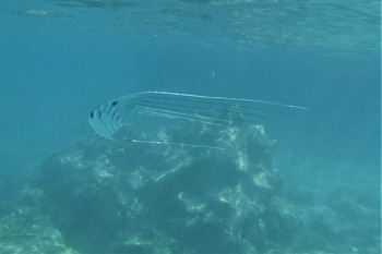 イトヒキアジの幼魚