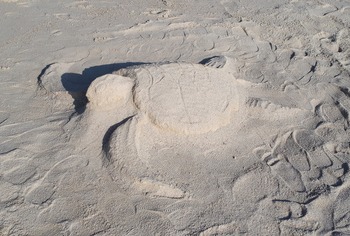 砂の芸術カメ