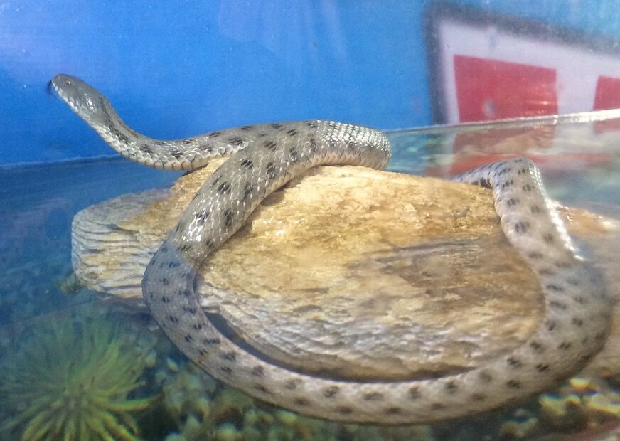 毒ありと毒なしの生きている蛇達の展示会 東京 イラン見聞録