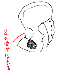 骨盤の性差とウエストの見え方 イラストのはなしをしよう