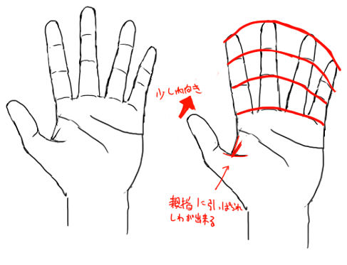 手を描くために 手の特徴1 イラストのはなしをしよう