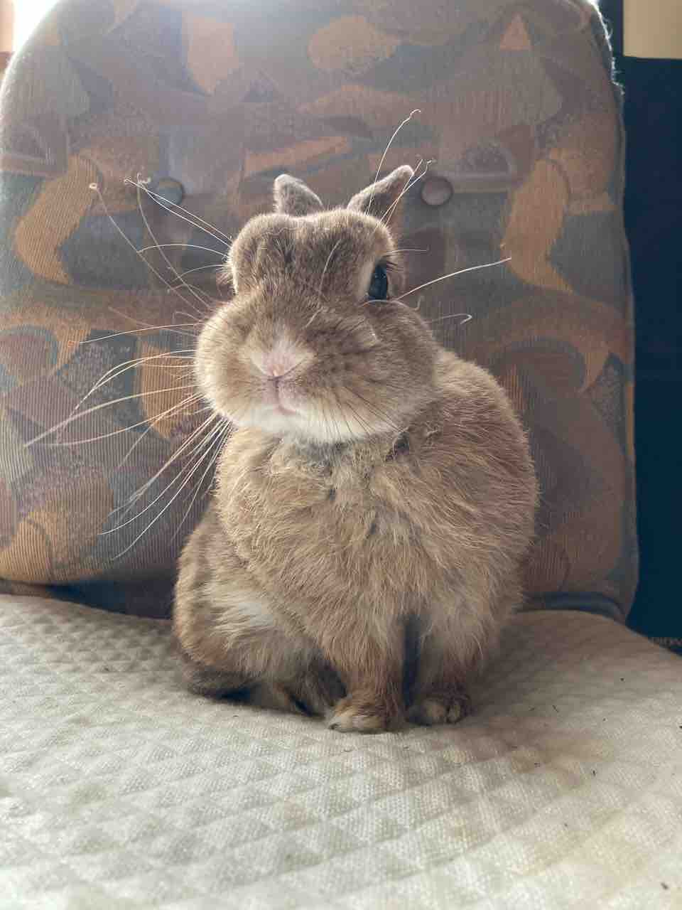 10歳の高齢うさぎの飼い方 イラストtimes Byたけマリン