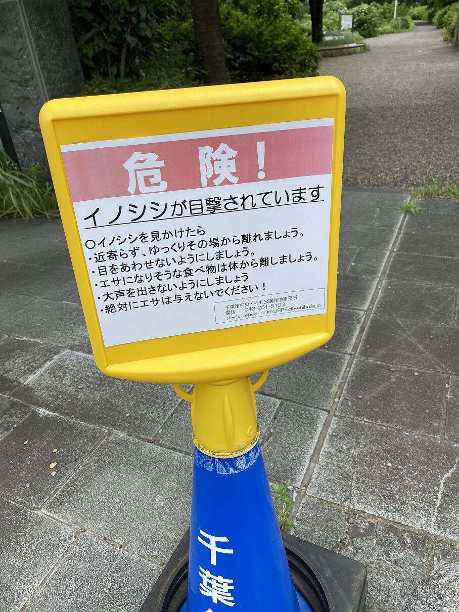 マテ貝 アイリー I Ree な日々