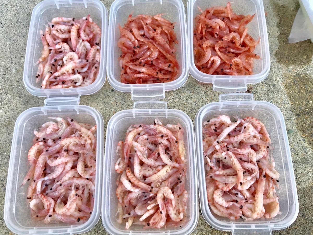 オキアミ 小加工 入れ食いさぶろうのblog オキアミ 小加工 入れ食いさぶろうのblog