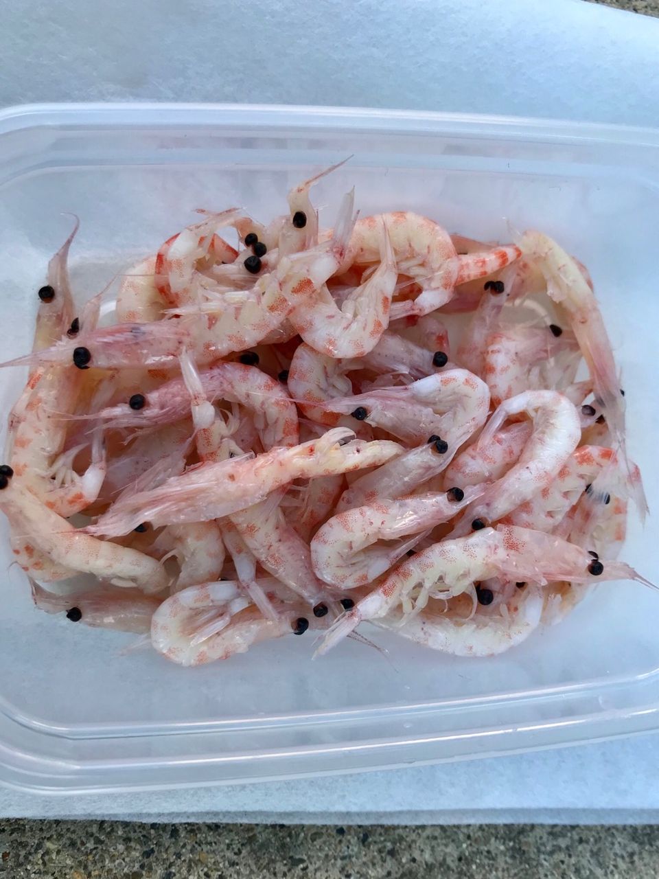 オキアミ 小加工 入れ食いさぶろうのblog オキアミ 小加工 入れ食いさぶろうのblog