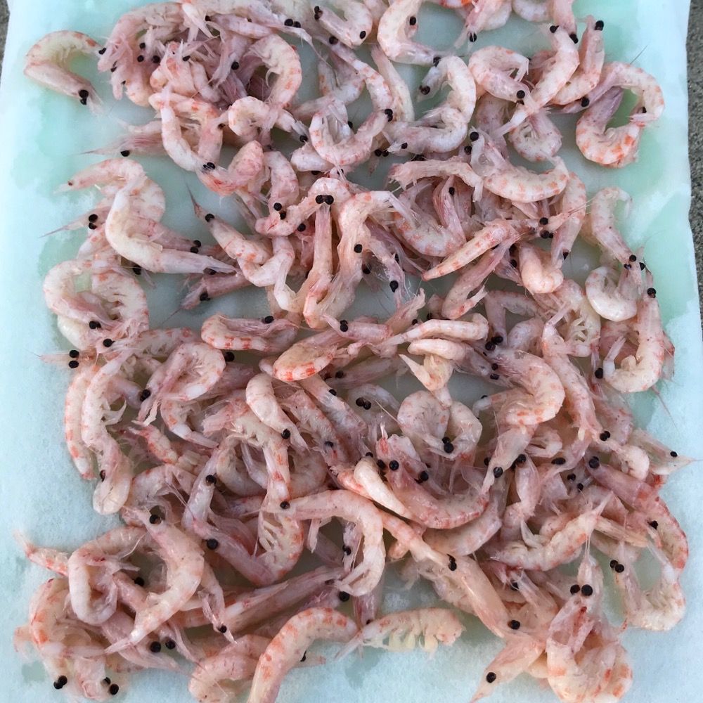 オキアミ 小加工 入れ食いさぶろうのblog オキアミ 小加工 入れ食いさぶろうのblog