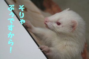 キン061130-2