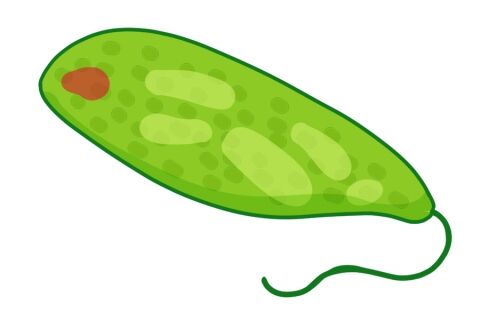 midori