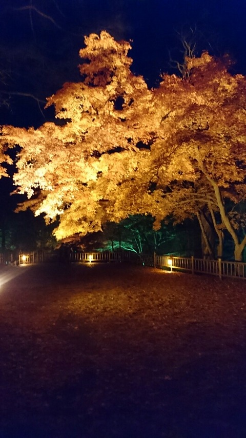 koyo
