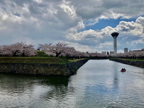 sakura21