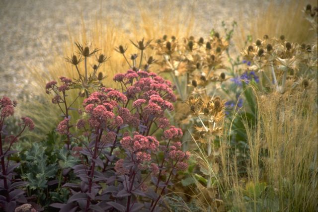 吉谷桂子のガーデニングブログ September 11 Livedoor Blog ブログ