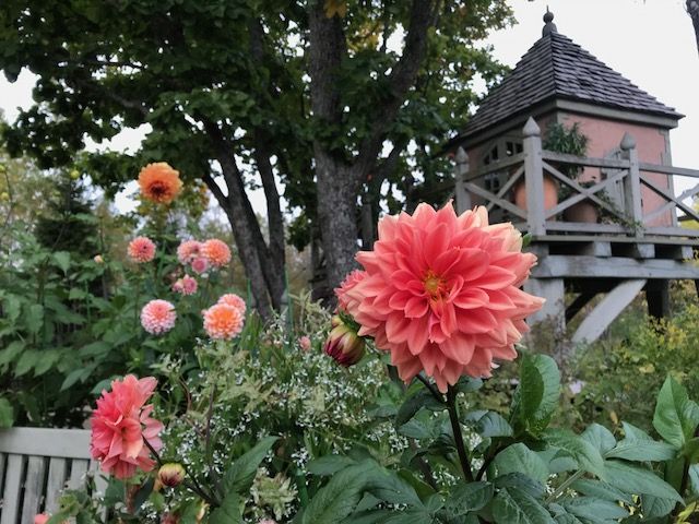 ダリアが最高に美しい : part 2 @銀河庭園 : 吉谷桂子のガーデニングブログ
