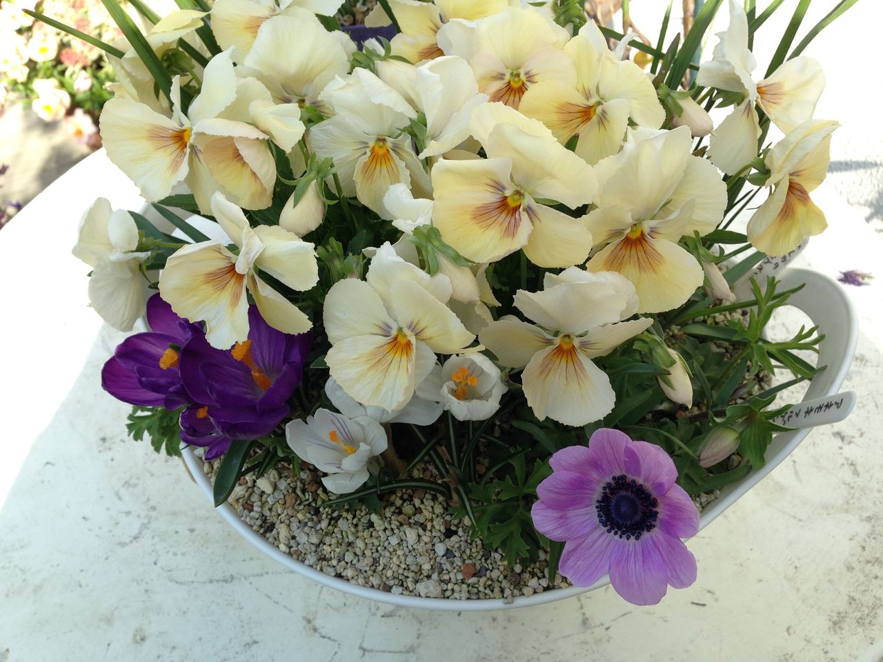 アネモネ フルゲンス咲きました 吉谷桂子のガーデニングブログ