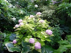 0617_オウゴンバアジサイ光