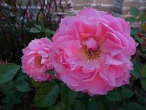 !cid_43092893-A481-4729-B197-CD3F7018E5D3