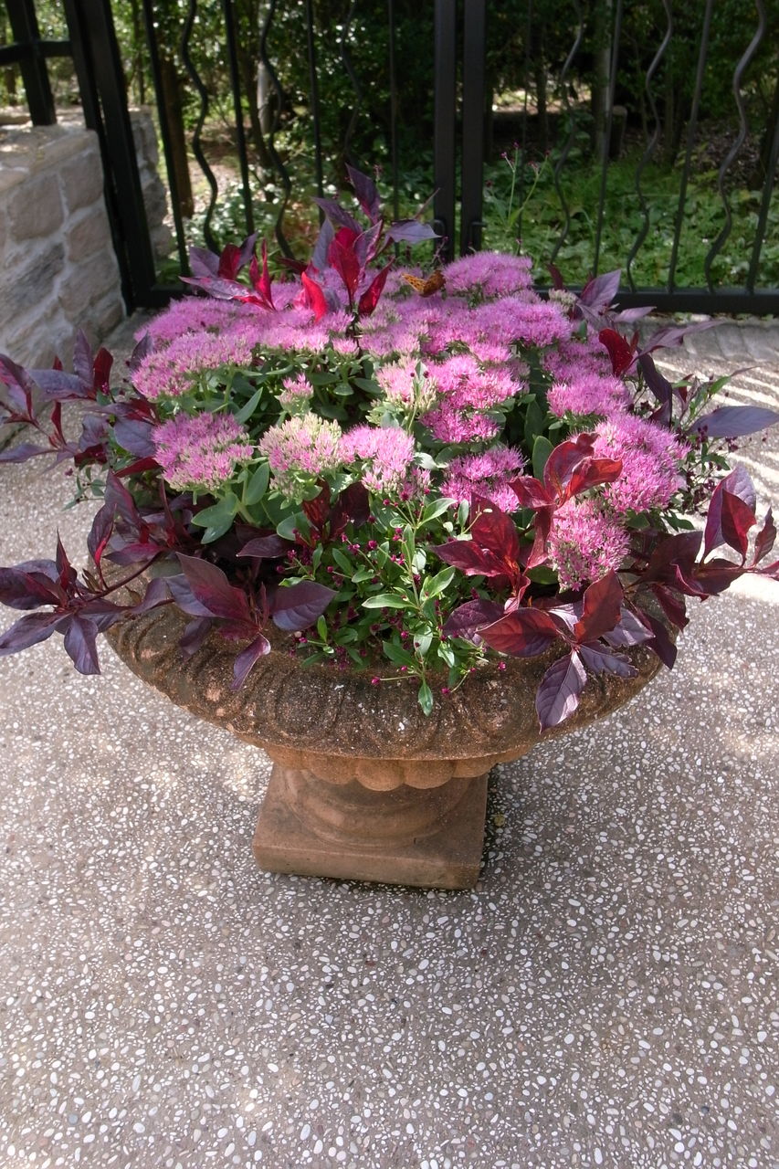 １０ ６ 星の王子さまミュージアム 吉谷桂子のガーデニングブログ