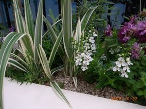 �����祦���