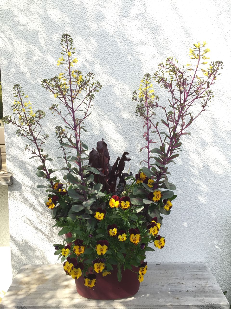 寄せ植え ハボタン切り戻し 吉谷桂子のガーデニングブログ 寄せ植え ハボタン切り戻し 吉谷桂子のガーデニングブログ