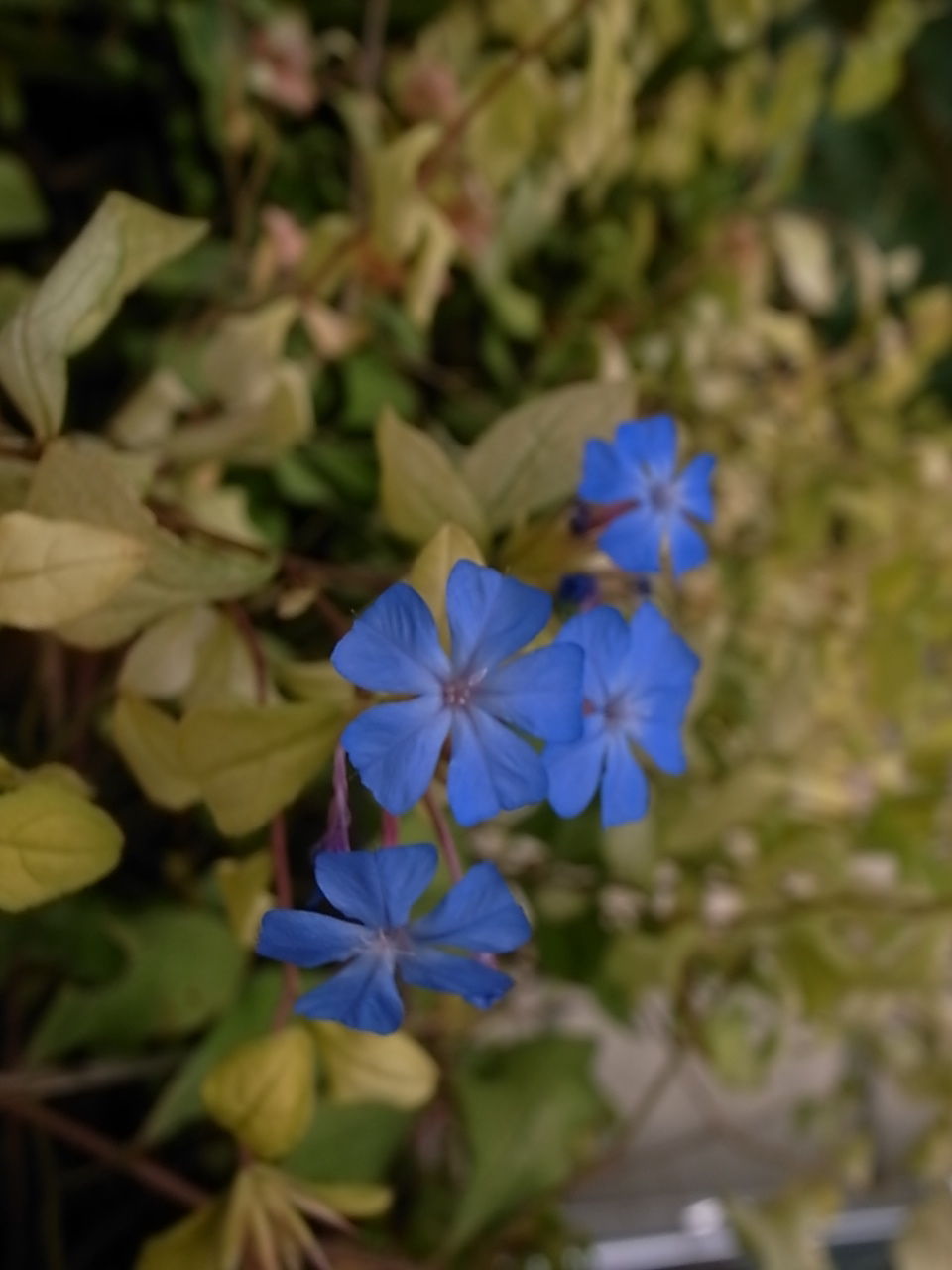 今月のおすすめ植物 吉谷桂子のガーデニングブログ