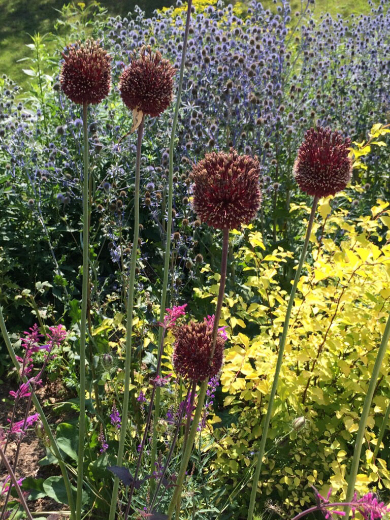 Passion For Allium アリウム愛上昇中 吉谷桂子のガーデニングブログ Passion For Allium アリウム愛上昇中 吉谷桂子のガーデニングブログ