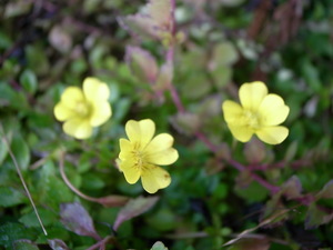 R0010557