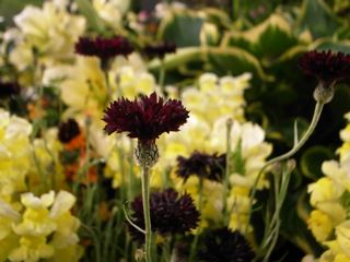 �Х饷�硼�ǽ���_�䥰��ޥ�����