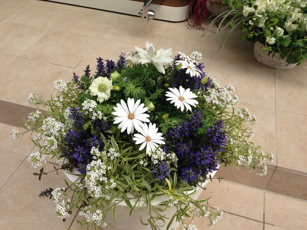 桜 咲きました！ : 吉谷桂子のガーデニングブログ