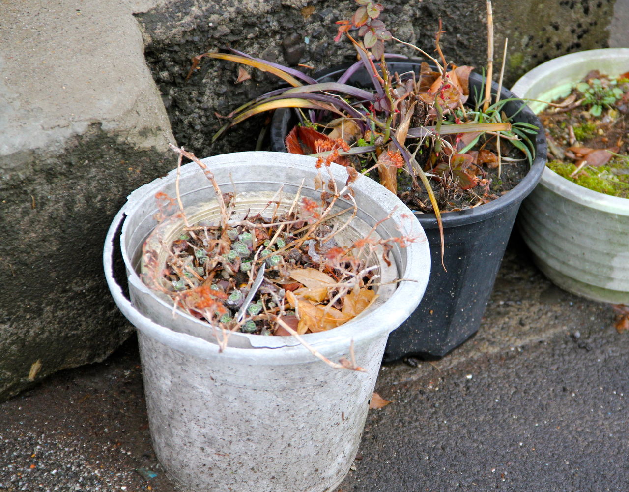 園芸家の目配り 吉谷桂子のガーデニングブログ