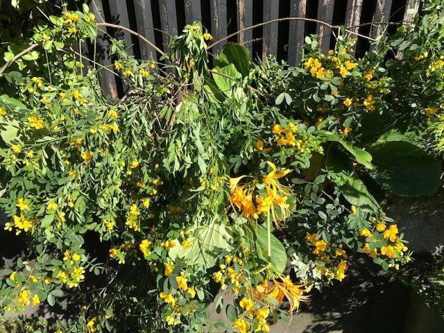 カッシアの季節に 吉谷桂子のガーデニングブログ