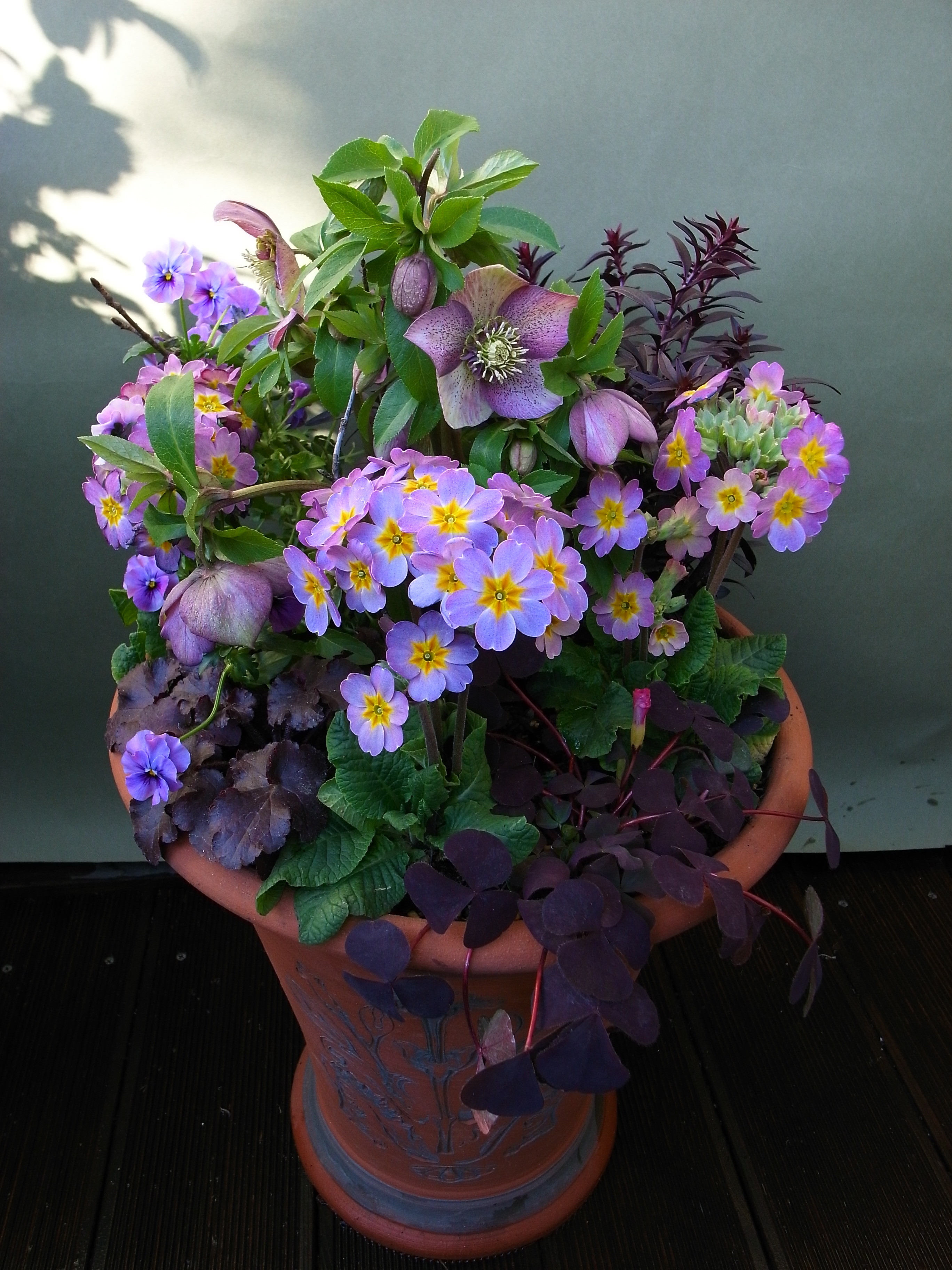 クリスマスローズショウのための寄せ植え : 吉谷桂子のガーデニングブログ