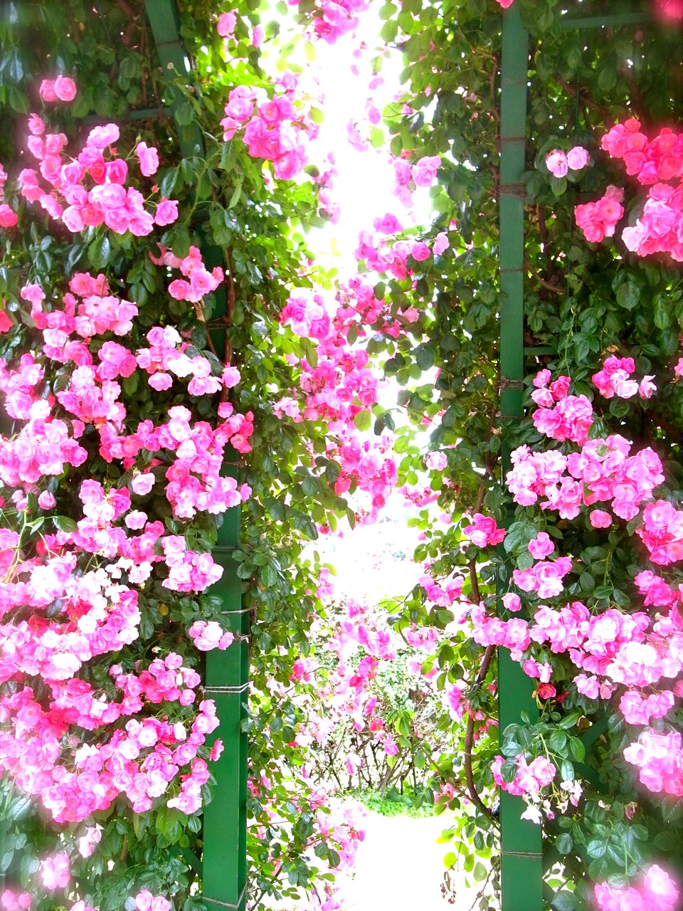 ５月２５日 満開の京成バラ園でイベント 吉谷桂子のガーデニングブログ