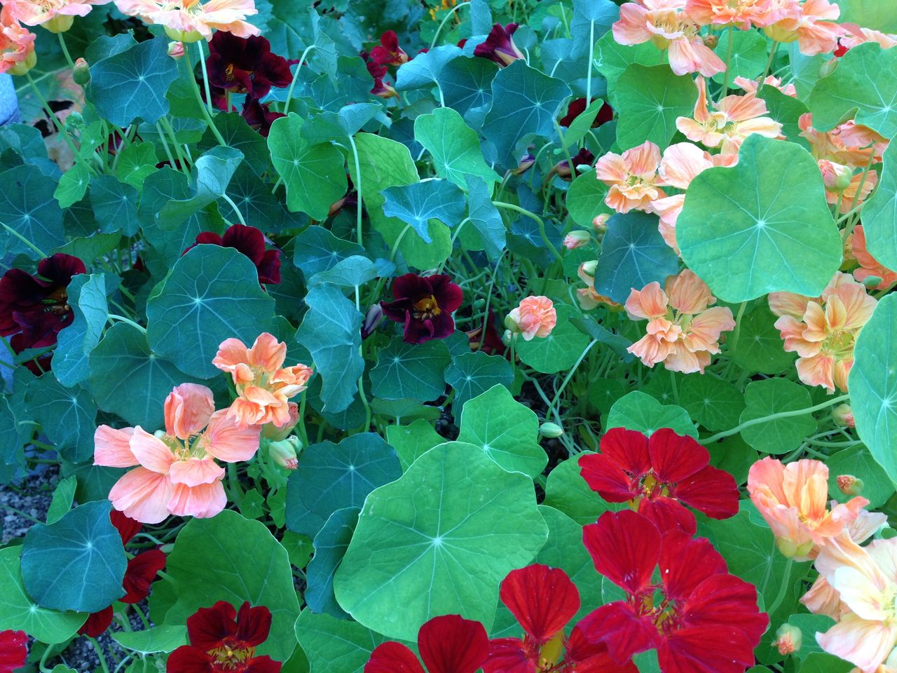 北海道花三昧2 吉谷桂子のガーデニングブログ 北海道花三昧2 吉谷桂子のガーデニングブログ