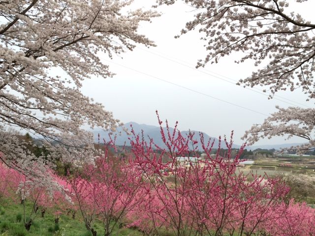 中之条 花の駅 美野原 も桜満開 吉谷桂子のガーデニングブログ 中之条 花の駅 美野原 も桜満開 吉谷桂子のガーデニングブログ