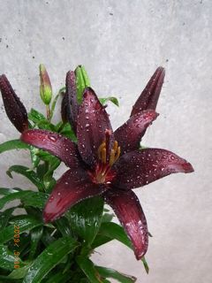 ブラックマジック