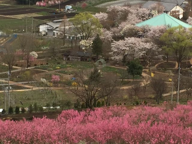 中之条 花の駅 美野原 も桜満開 吉谷桂子のガーデニングブログ 中之条 花の駅 美野原 も桜満開 吉谷桂子のガーデニングブログ