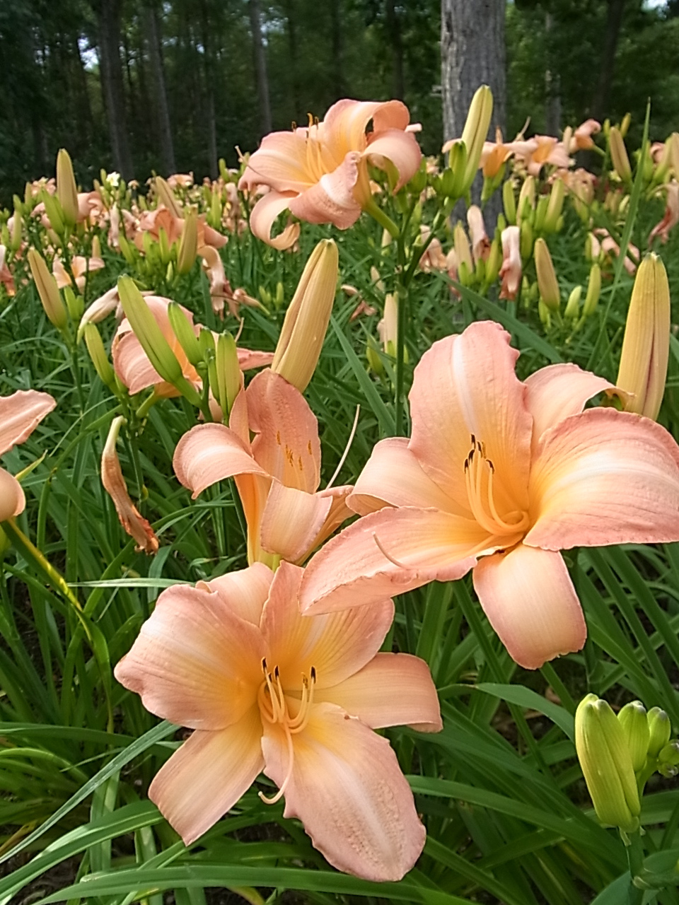 ヘメロカリス 吉谷桂子のガーデニングブログ ヘメロカリス 吉谷桂子のガーデニングブログ