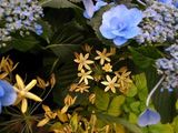アリウムとイチゴの葉、そしてガクアジサイ.jpg